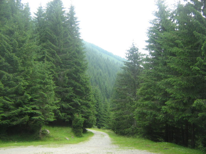 22iulie-2010-munte-la-ursi-0131